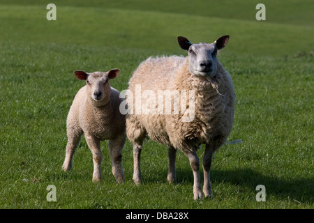 Texel Schaf und Lamm Weiden, Dumfries & Galloway, Schottland Stockfoto