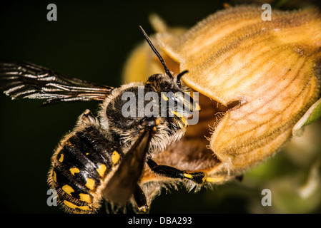 Anthidium Manicatum, Europäische Wolle Karde Biene tritt rostigen Fingerhut Blüte in Chicago, IL Lurie Garden. Stockfoto
