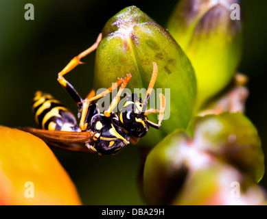 Vespula Vulgaris, Knospen gelbe Jacke Wespe auf Taglilien in Chicago IL Lurie Garden im Juli. Stockfoto