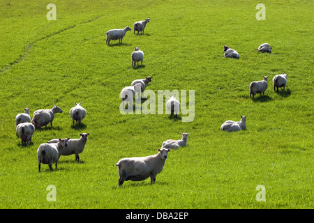 Herde von trächtigen Mutterschafen, Dumfries & Galloway, Schottland Stockfoto