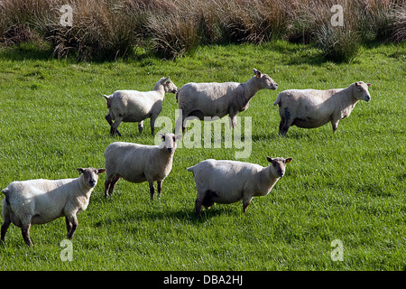 schwanger Schafherde, Dumfries & Galloway, Schottland Stockfoto