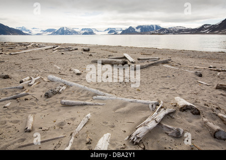 Drift Holz von sibirischen Wälder an der Küste bei Smeerenburg gespült (79 ° 44 ' n 011 ° 04' e) am nördlichen Svalbard. Stockfoto