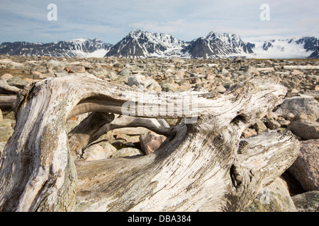 Drift Holz von sibirischen Wälder an der Küste bei Smeerenburg gespült (79 ° 44 ' n 011 ° 04' e) am nördlichen Svalbard. Stockfoto