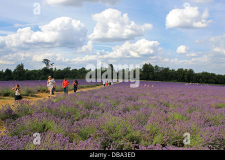 Banstead, Surrey, UK. 26. Juli 2013. Der Lavendel steht in voller Blüte und Bienen in Mayfield Lavendel in Surrey bedeckt. Stockfoto