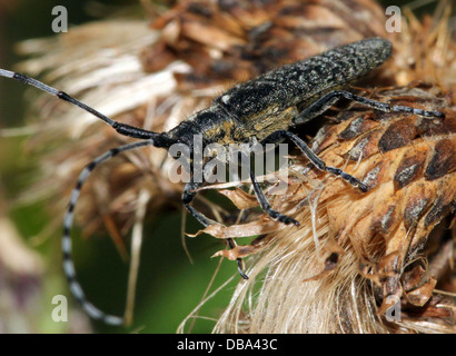 Nahaufnahme des goldenen blühte grauen Longhorn Beetle (Agapanthia Villosoviridescens) Stockfoto