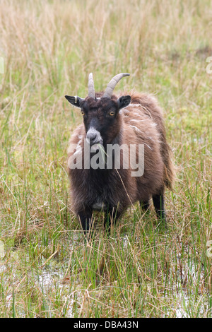 Wildziege (capra hircus) im Moorland Nr Caersphairn, Kirkcudbrightshire, Dumfries & Galloway, Schottland Stockfoto