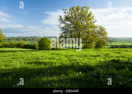 Am frühen Morgen Hügel Blick vom neben Everdon Stubbs über die Northamptonshire Hügellandschaft in der Nähe von Daventry, England Stockfoto