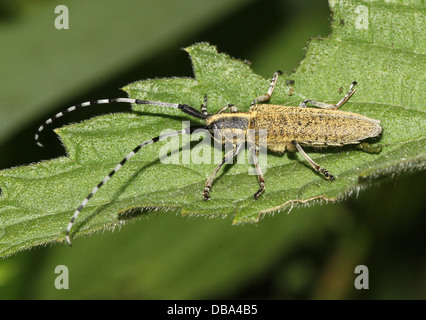 Nahaufnahme des goldenen blühte grauen Longhorn Beetle (Agapanthia Villosoviridescens) Stockfoto