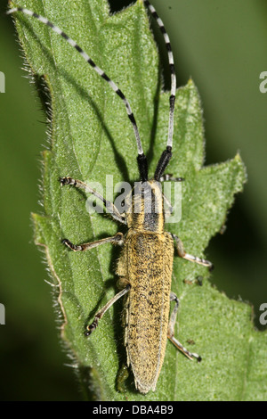 Nahaufnahme des goldenen blühte grauen Longhorn Beetle (Agapanthia Villosoviridescens) Stockfoto