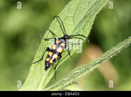 Detaillierte Makro von der vier-banded Longhorn Beetle (Strangalia Quadrifasciata, auch Rutpela Quadrifasciata) posiert auf einem Blatt Stockfoto