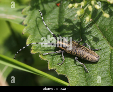 Nahaufnahme des goldenen blühte grauen Longhorn Beetle (Agapanthia Villosoviridescens) Stockfoto