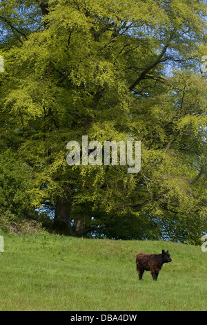 Galloway Rinder grasen rund um Vale of Fleet, Dumfries & Galloway, Schottland Stockfoto