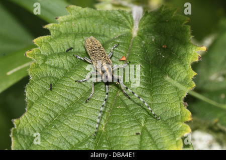 Nahaufnahme des goldenen blühte grauen Longhorn Beetle (Agapanthia Villosoviridescens) Stockfoto