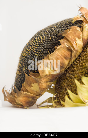 Sonnenblumen und inneren Samen auf weißem Hintergrund, Helianthus Annuus, gelb, Freisteller, Studio, Stil Leben, zwei, Nahaufnahme, Natur Stockfoto