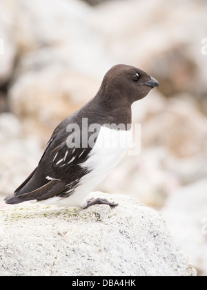 Ein wenig Auk oder Dovekie (Alle Alle) an eine Verschachtelung Kolonie in Sallyhamna (79 ° 51 ' n 11 ° 23' e) auf der nördlichen Küste von Spitzbergen Stockfoto