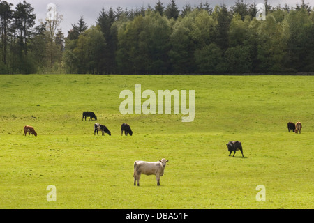 Kühe grasen rund um Kettleholm, Lockerbie, Dumfries & Galloway, Schottland Stockfoto