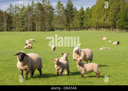 seltene Rasse schwarz konfrontiert, Schafe und Lämmer Weiden bei Dalton, Dumfries & Galloway, Schottland Stockfoto