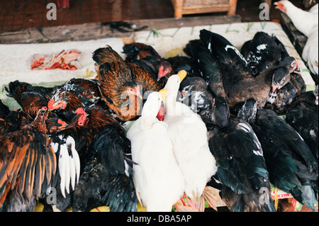 Leben Sie Hühner und Enten zum Verkauf auf einem Markt in Vietnam Stockfoto