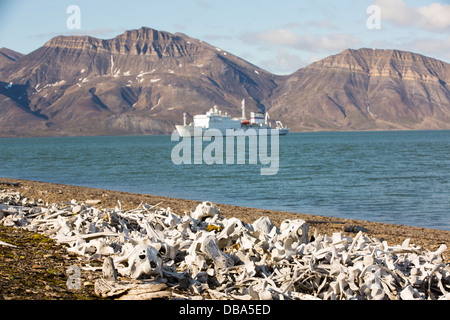 Reste der Beluga-Wale (Delphinapterus Leucas) am Bourbonhamna (77° 33 ' n 15° 00' e) in Van Mijenfjorden, Spitzebergen; Stockfoto