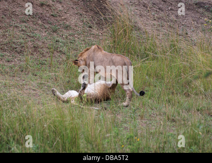 Zwei junge Löwen (Panthero Leo) spielen auf der Wiese. Ein Männchen ein Weibchen Stockfoto