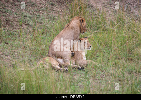 Zwei junge Löwen (Panthero Leo) spielen auf der Wiese. Ein Männchen ein Weibchen Stockfoto