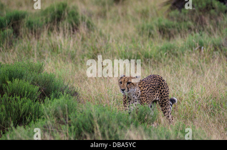 Gepard (Acinonyx Jubatus) Stockfoto
