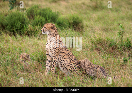 Gepard (Acinonyx Jubatus) Mutter und zwei Babys. Phinda Game Reserve, Südafrika Stockfoto