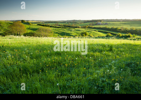 Abendlicht an den grünen Hängen des Brampton Tal in der Nähe des Dorfes Brixworth in Northamptonshire, England Stockfoto