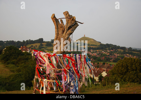 Reste der belästigten Holy Thorn Tree auf dem Wearyall Hill, Somerset. England-Großbritannien Stockfoto