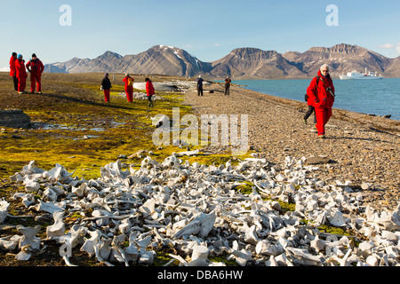 Reste der Beluga-Wale (Delphinapterus Leucas) am Bourbonhamna (77° 33 ' n 15° 00' e) in Van Mijenfjorden, Spitzbergen; Svalbard. Diese mahnendes Beispiel dafür, Menschen jagten Wale vom Aussterben bedroht in der Nähe von enthält die Raimains von mehr als 100 Beluga Stockfoto