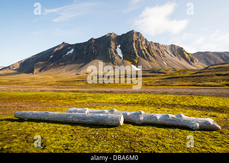 Drift Holz von sibirischen Wälder angespült an der Küste Bourbonhamna 77° 33 ' n 15° 00' e am nördlichen Svalbard. Stockfoto