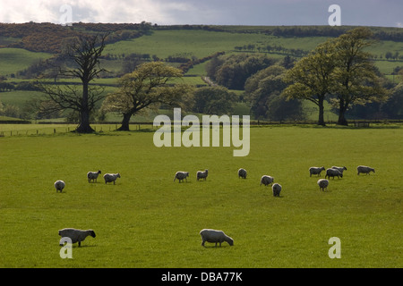 Herde von Beltex und gemischte trächtigen Mutterschafen, Dumfries & Galloway, Schottland Stockfoto