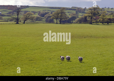 Herde von Beltex und gemischte trächtigen Mutterschafen, Dumfries & Galloway, Schottland Stockfoto