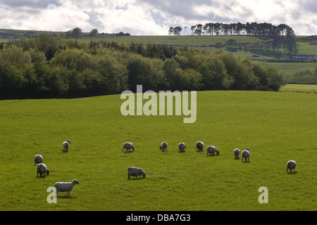 Herde von Beltex und gemischte trächtigen Mutterschafen, Dumfries & Galloway, Schottland Stockfoto