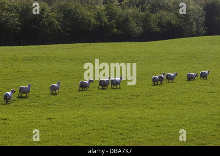 Herde von Beltex und gemischte trächtigen Mutterschafen, Dumfries & Galloway, Schottland Stockfoto