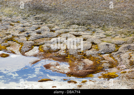 Gemusterte Boden und Steinkreisen gebildet über Permafrost in der Arktis auf Spitzbergen, Svalbard Stockfoto