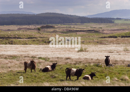 Belted Galloway Rinder roaming auf der Machars, Dumfries & Galloway, Schottland Stockfoto