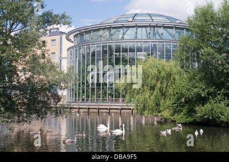 Schwäne und Cygnets außerhalb der Winter Gardens in Sunderland Mowbray Park, North East England. Stockfoto