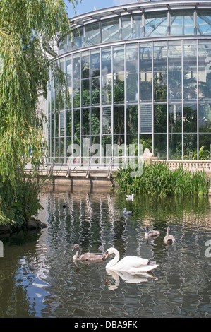 Swan und Cygnets außerhalb der Wintergärten in Sunderland Mowbray Park, Nord-Ost-England. Stockfoto