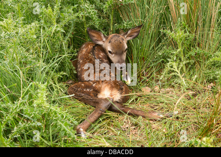Junger Hirsch, Cervus Elaphus in Vegetation neu geboren Stockfoto