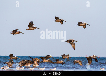 Viele braune Pelikane versammeln sich vor dem Sonnenuntergang in Bolivar Peninsula, TX. Stockfoto