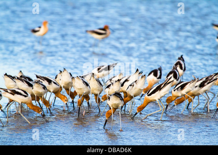 Amerikanische Säbelschnäbler waren ihr Abendessen in Bolivar Wohnungen in Texas zusammen essen. Stockfoto