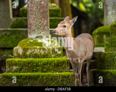 Nara Rehe herumlaufen frei in Nara-Park, Japan. Stockfoto