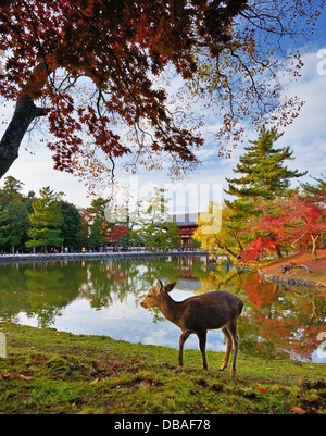 Hirsch auf Todai-Ji-Tempel in Nara, Japan. Stockfoto