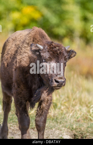 Ebenen Bisons (Bison Bison Bison) junger männlicher Büffelkalb bei Elk Island Park National Park, Alberta, Kanada Stockfoto