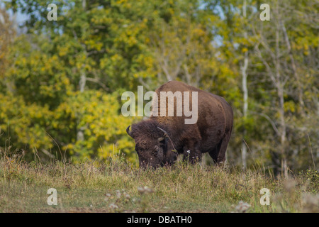 Plains Bisons (Bison Bison Bison) männlichen Büffel Weiden am Elk Island National Park, Alberta, Kanada Stockfoto