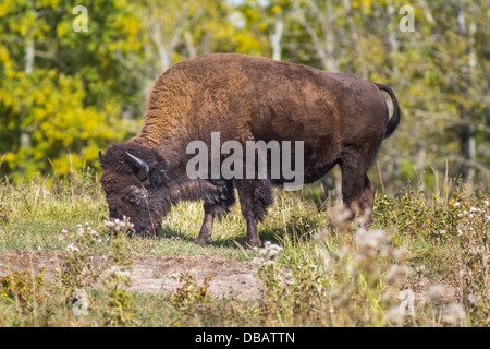 Plains Bisons (Bison Bison Bison) männlichen Büffel Weiden am Elk Island National Park, Alberta, Kanada Stockfoto