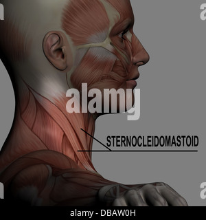 Menschliche Anatomie - männliche Muskeln in 3D-Software mit Hervorhebung sternocleidomastoideus gemacht Stockfoto