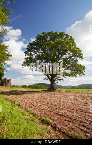 Eine einsame Eiche (Quercus Robur) in einem Feld neben Goodrich Castle ruins, Herefordshire, England, UK Stockfoto