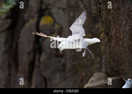 Fulmar; Fulmarus Cyclopoida; im Flug; Shetland; UK Stockfoto